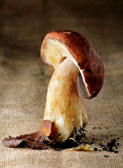 Le Roi des champignons